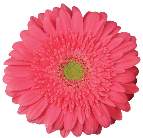 Gerbera Petali Plant-myBageecha