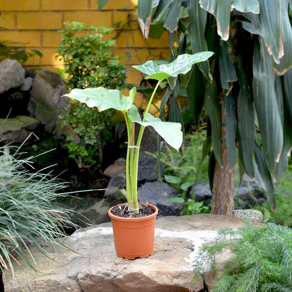 taro plant in pot Alocasia Macrorrhizos Giant Taro Plant – Large Leaf Indoor Foliage Accent