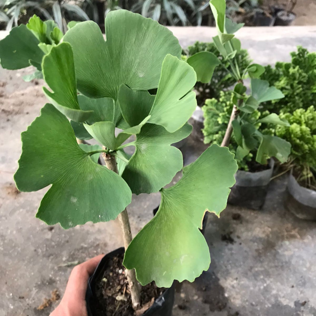 Gingko biloba Plant-myBageecha