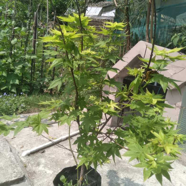 Gingko biloba Plant-myBageecha