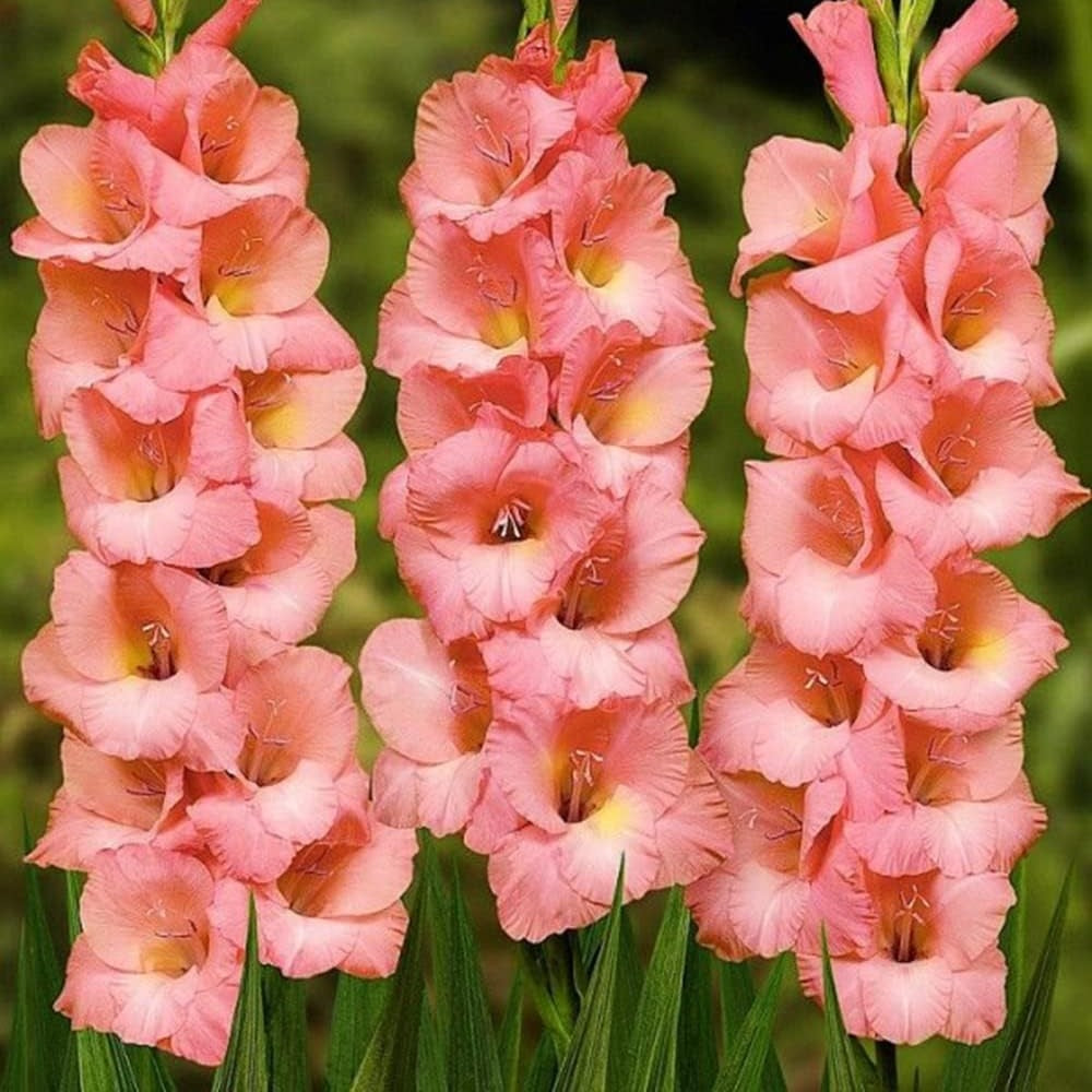 Gladioli 'Jessica'-myBageecha