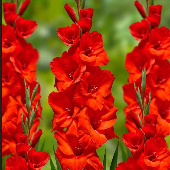 Gladiolus ‘Advance’ with bright red flowers on tall spikes-myBageecha