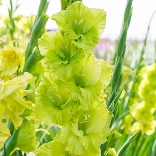 Gladiolus Green Star Bulbs-myBageecha