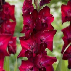 Gladiolus ‘Tavira’ with deep magenta-red velvety blooms on tall spikes-myBageecha