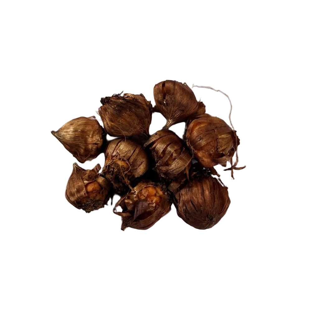 Gladiolus flowering bulbs with natural dry outer layers, suitable for winter planting and ideal for Indian home gardens and balconies 