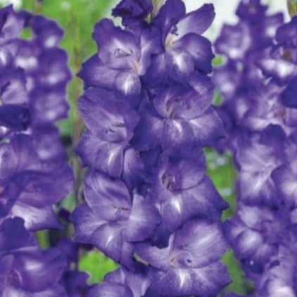 Gladiolus ‘Chemistry’ with deep blue-purple blooms on tall spikes-myBageecha