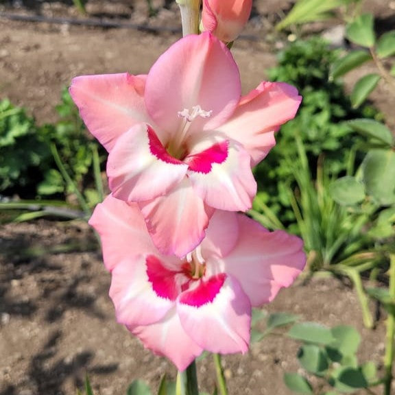 Gladiolus 'Wine and Roses'-myBageecha