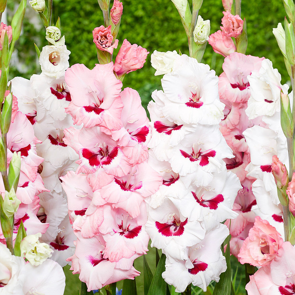 Gladiolus 'Wine and Roses'-myBageecha