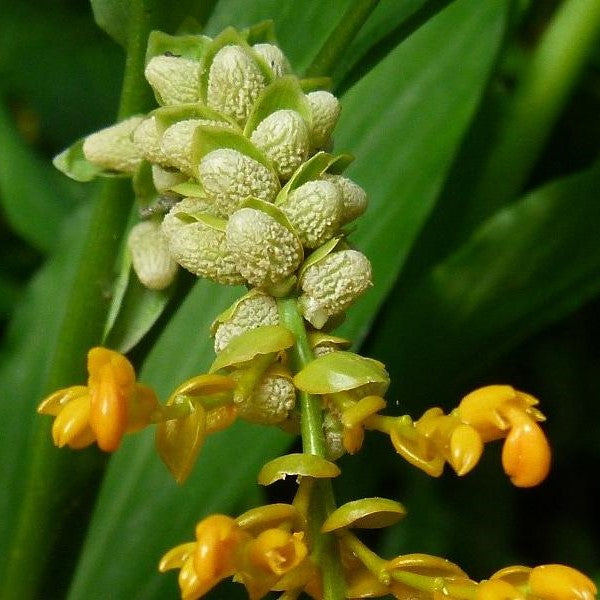 Globba Schomburgkii (Bulbs)-myBageecha