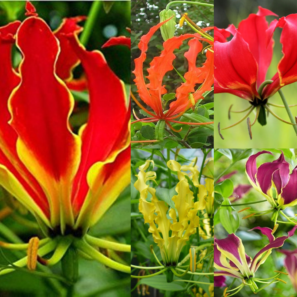 Gloriosa Mixed, vibrant climbing flowers in varied colors