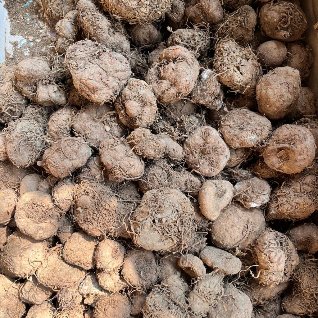 Close up of Gloxinia Multiflora Bulbs
