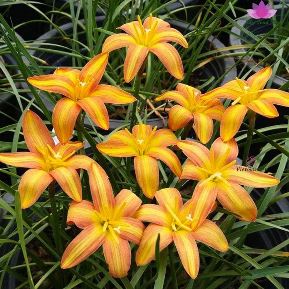 Rain Lily 'Golden Mango' (Bulbs)-myBageecha