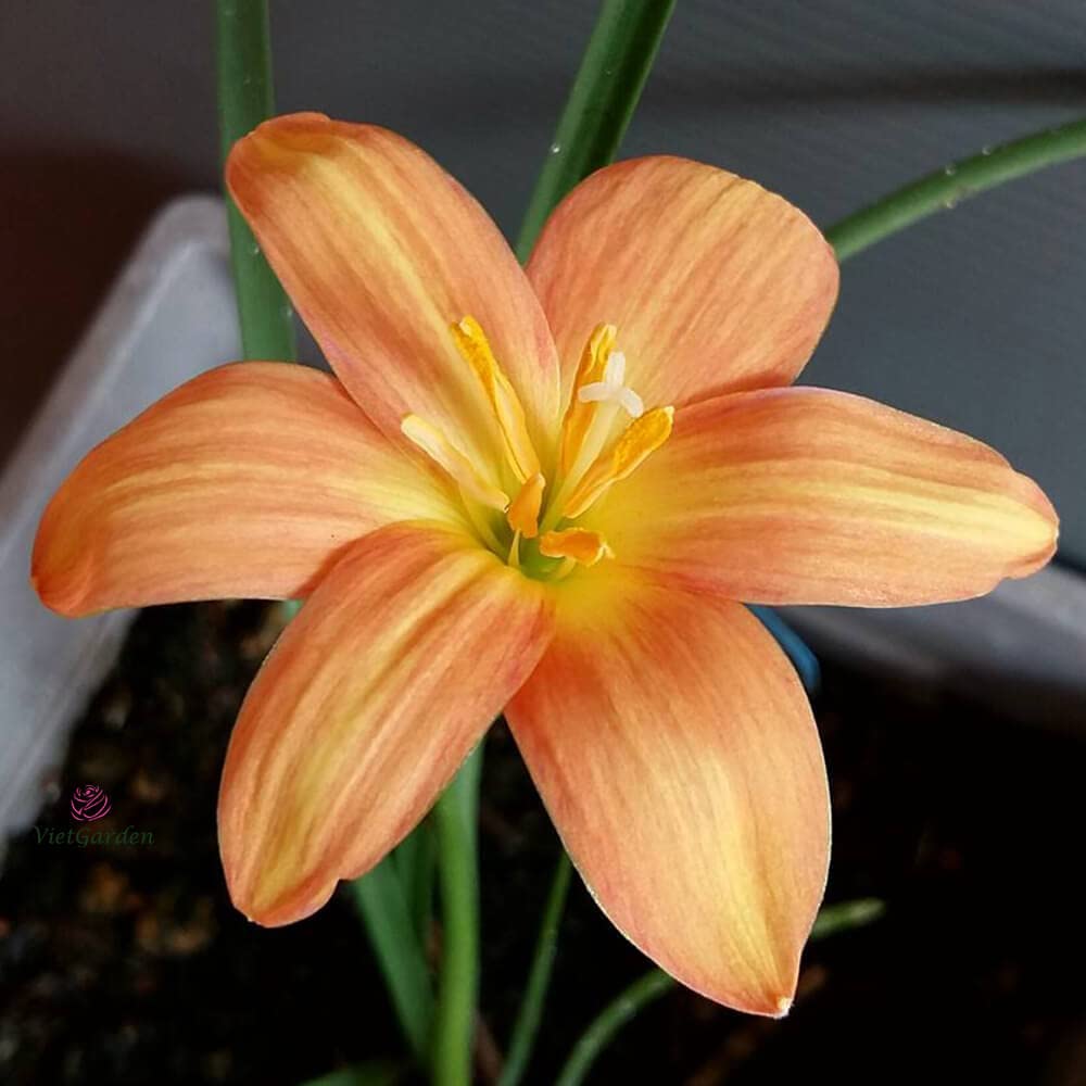 Rain Lily 'Golden Mango' (Bulbs)-myBageecha