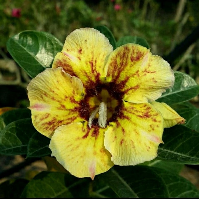 Golden Oriole Adenium Plant-myBageecha
