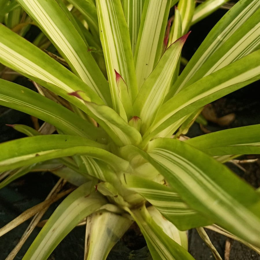 Guzmania 'Orange Star'  Plant