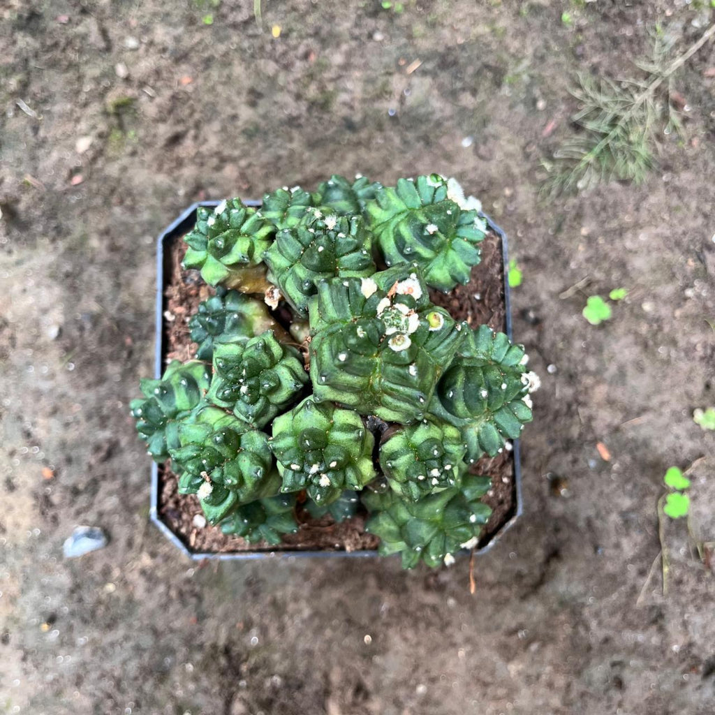 Gymnocalycium Kiko Cactus Plant-myBageecha