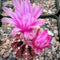 Gymnocalycium Friedrichii Cactus Plant