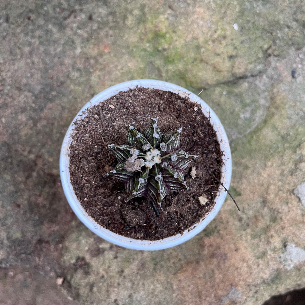 Gymnocalycium Friedrichii Cactus Plant - myBageecha