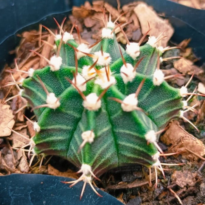 Gymnocalycium Friedrichii Cactus Plant - myBageecha