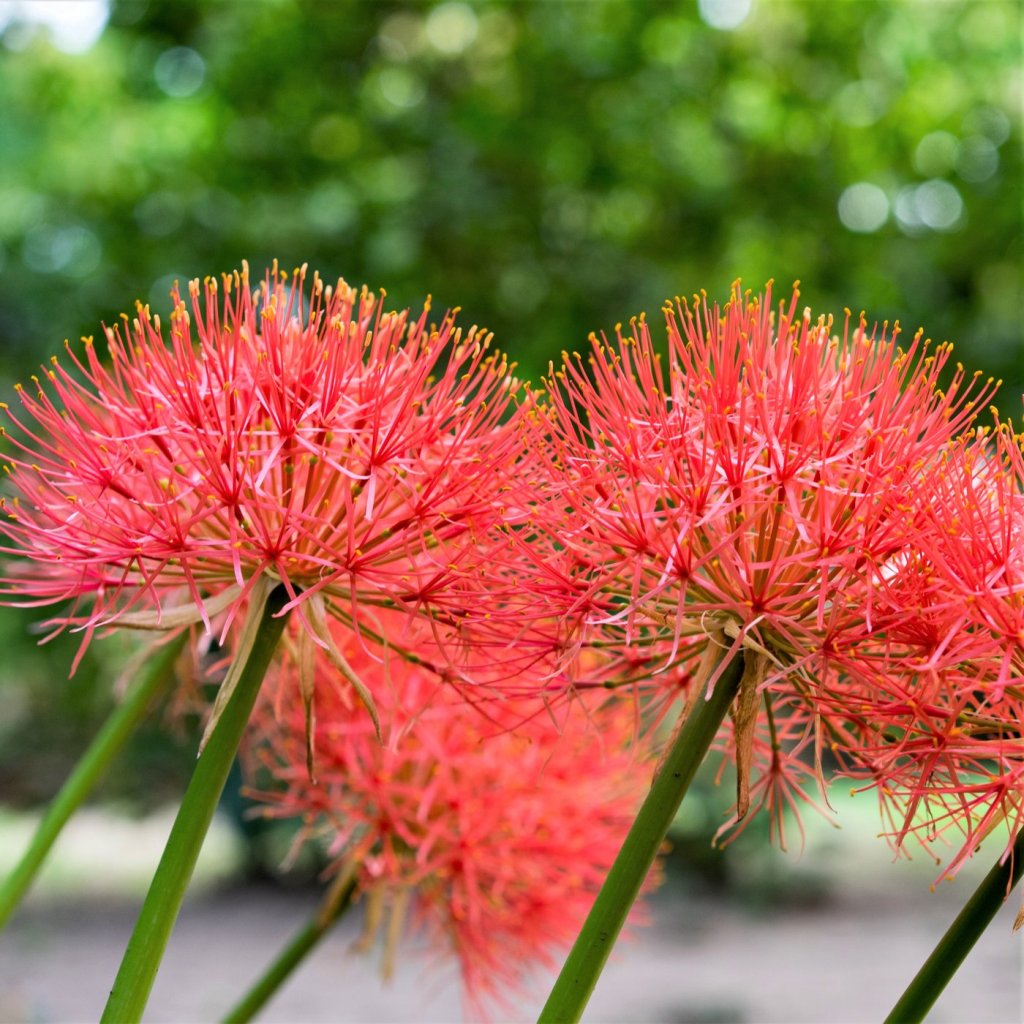 flower blood lily African Blood Lily Bulbs – Striking Red Globe Blooms