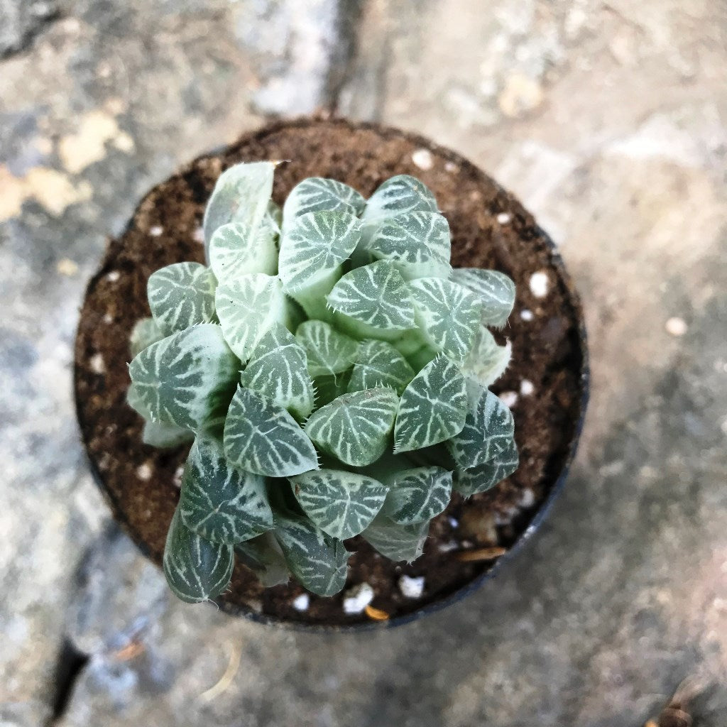 Haworthia Cooperi White Variegata Succulent Plant