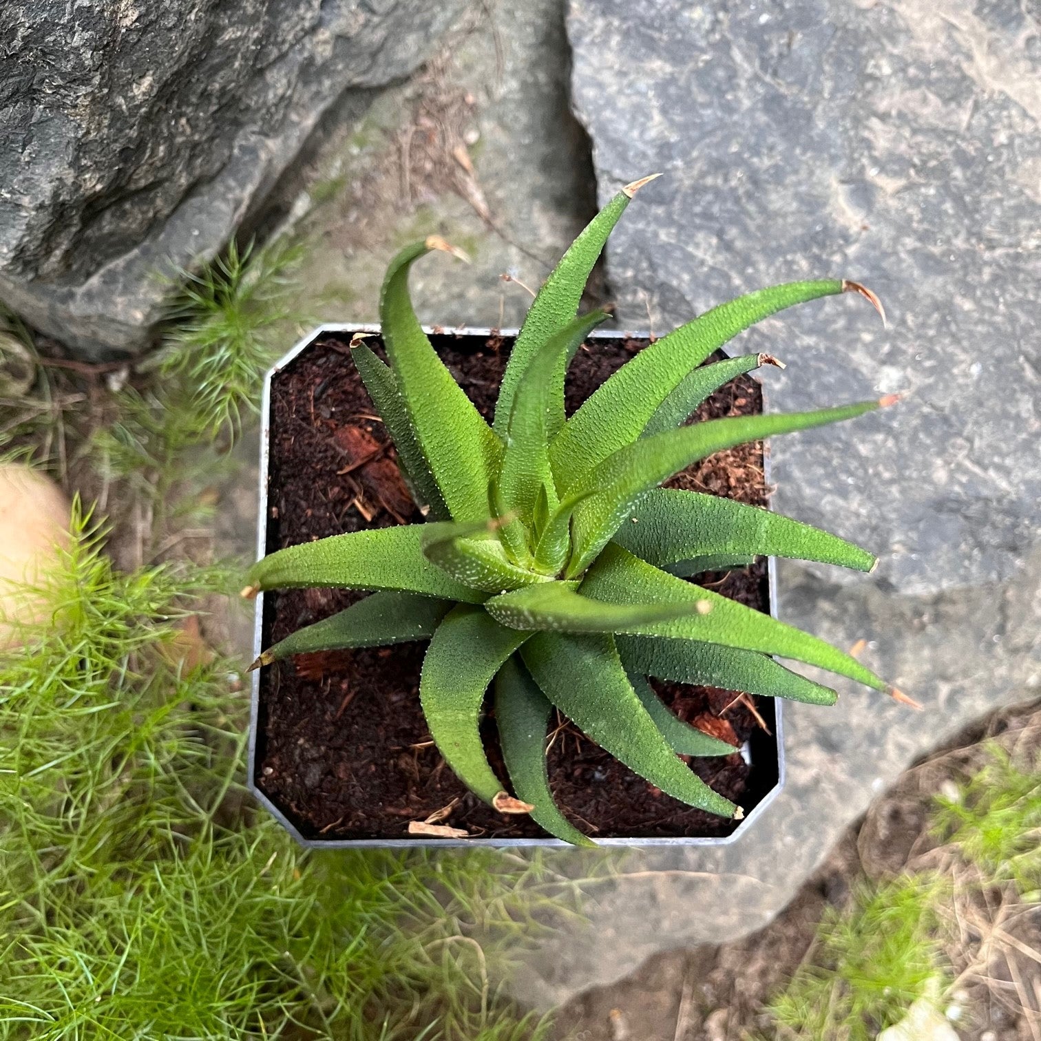Haworthia longiana Succulent Plant - myBageecha