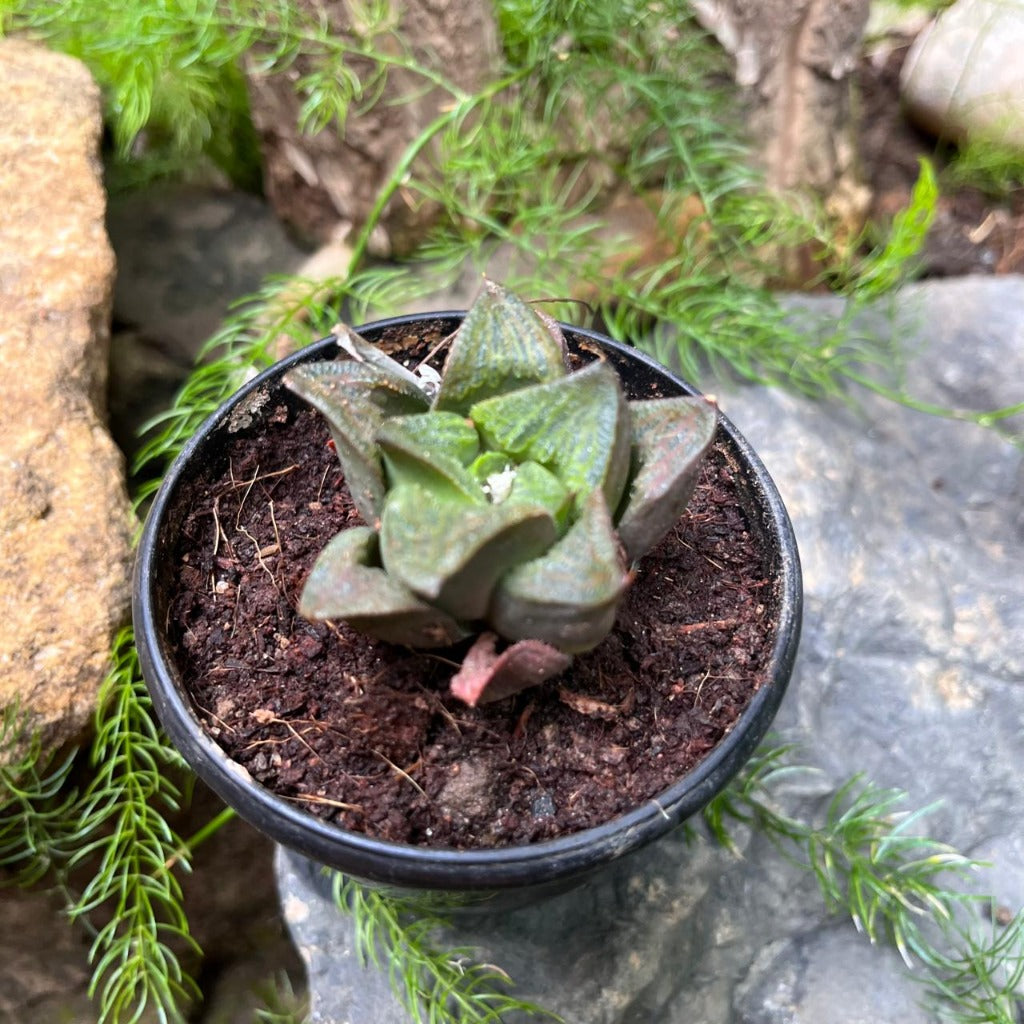 Haworthia Mirabilis Succulent Plant