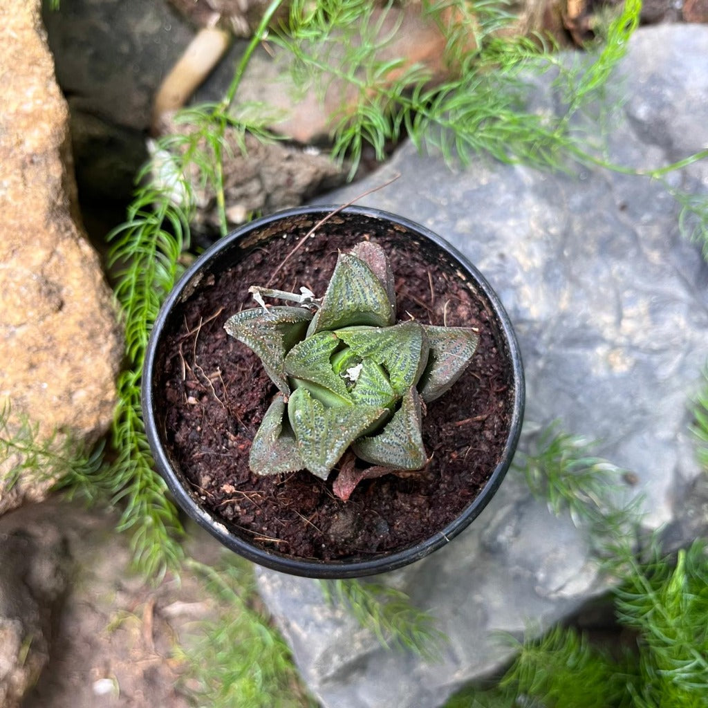 Haworthia Mirabilis Succulent Plant