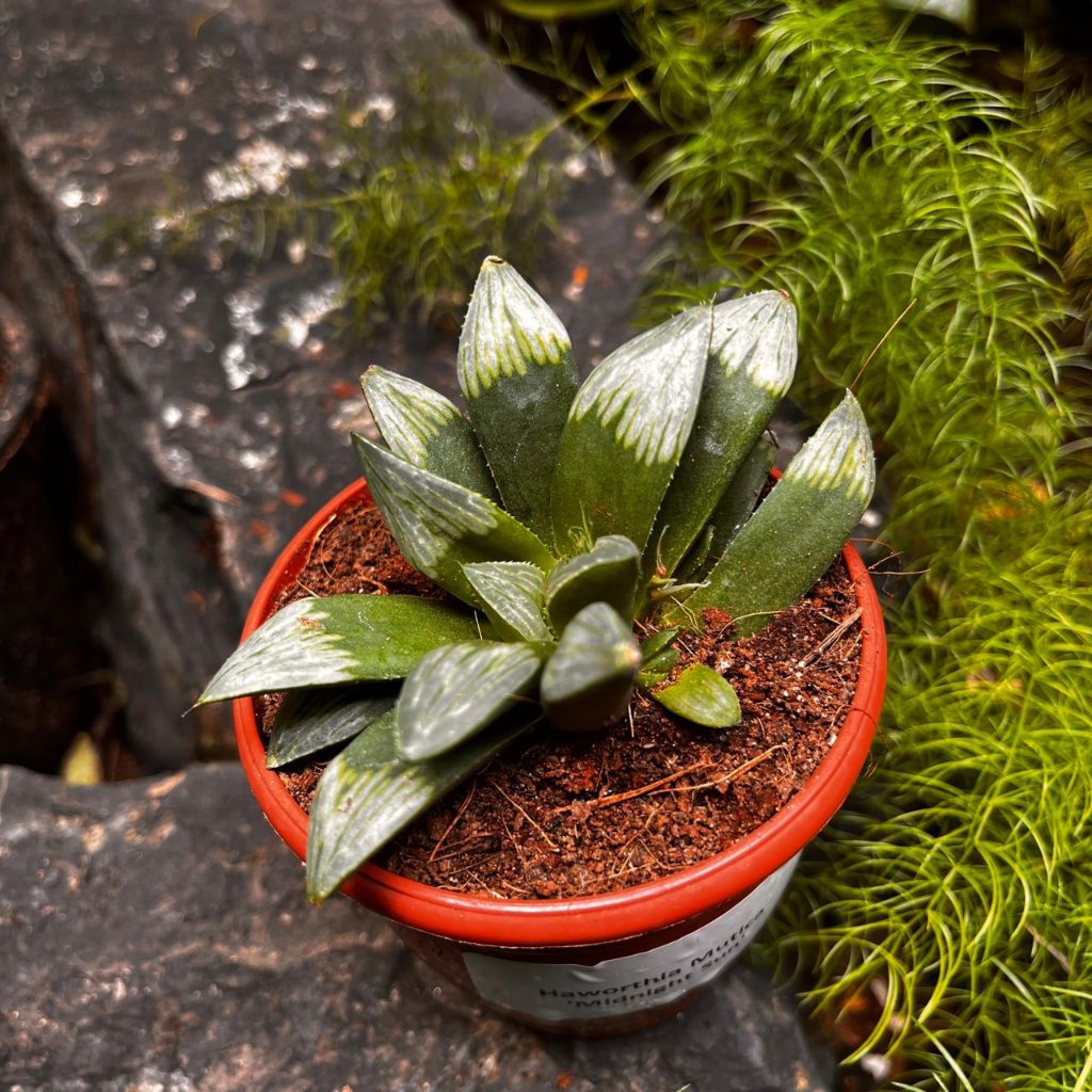 Haworthia Mutica 'Midnight Sun'