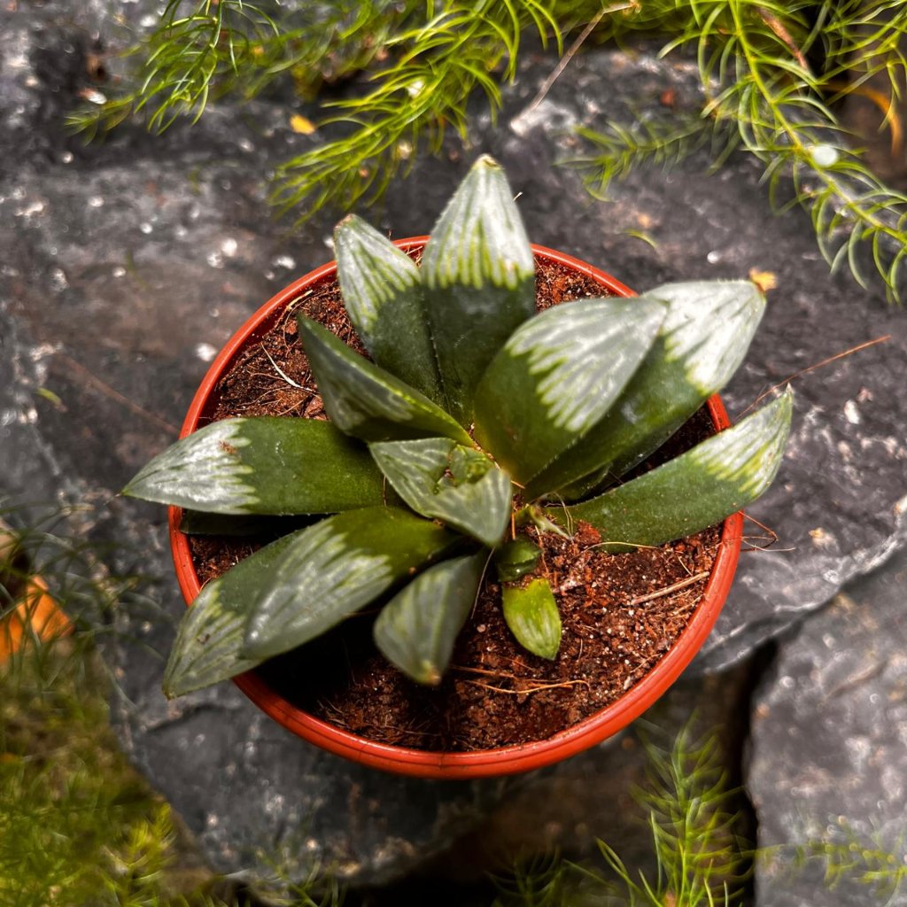 Haworthia Mutica 'Midnight Sun'