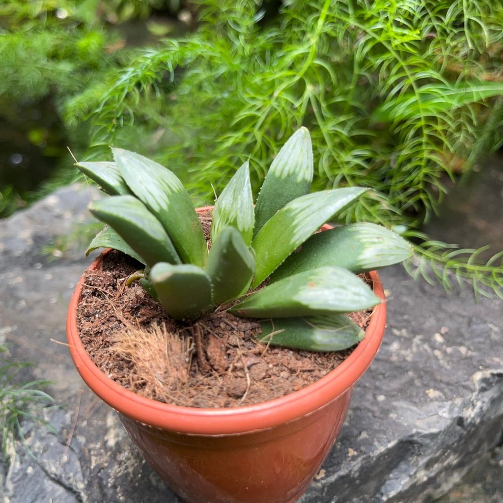 Haworthia Mutica 'Midnight Sun'