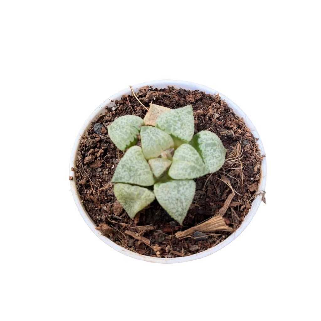 Haworthia Picta Mount Everest Succulent Plant-myBageecha