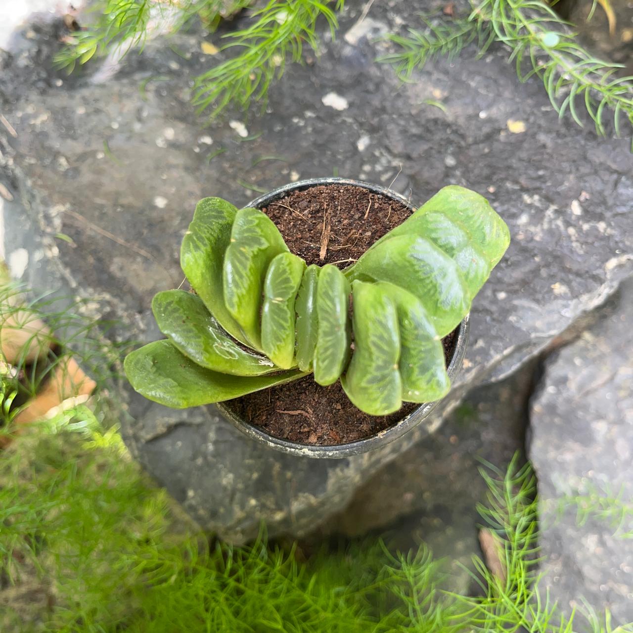 Haworthia Truncata 'Lime Green' -myBageecha