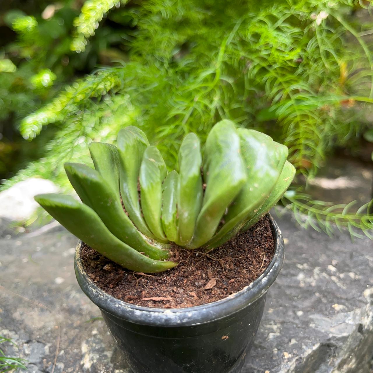 Haworthia Truncata 'Lime Green' -myBageecha