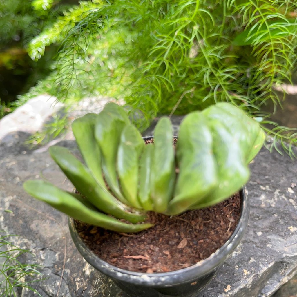 Haworthia Truncata 'Lime Green' -myBageecha