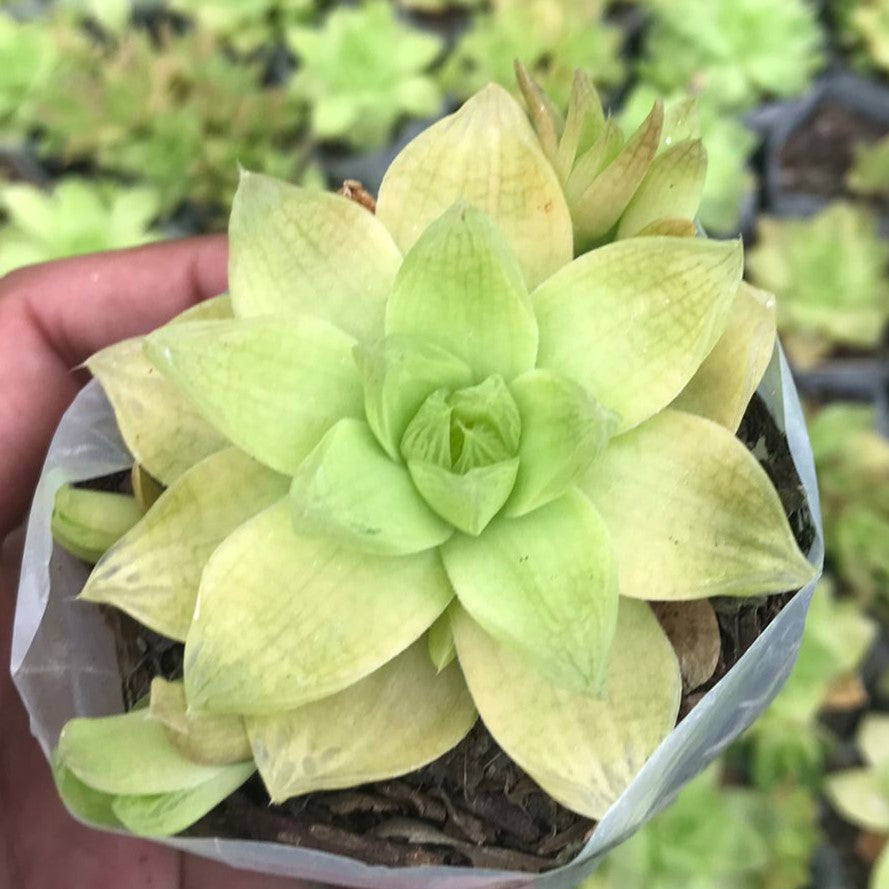 Haworthia Cymbiformis Xantha Gold Succulent Plant-myBageecha