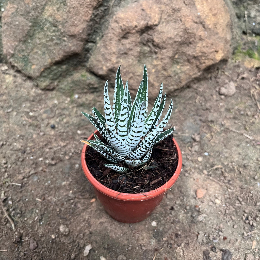 Haworthia Fasciata Alba Succulent Plant - myBageecha