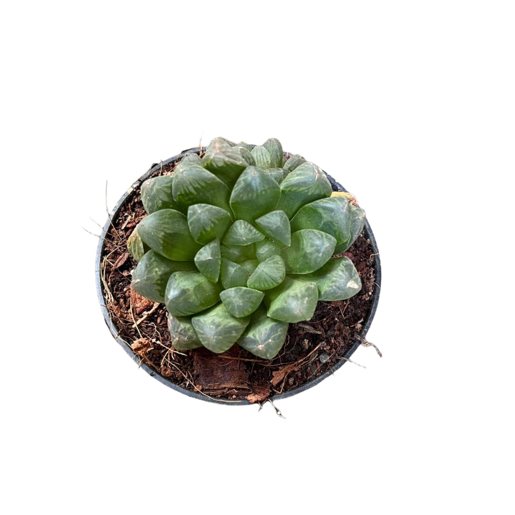 Haworthia cooperi v. truncata Succulent Plant-myBageecha