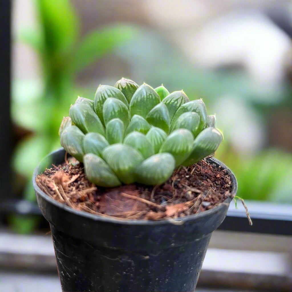 Haworthia cooperi v. truncata Succulent Plant-myBageecha