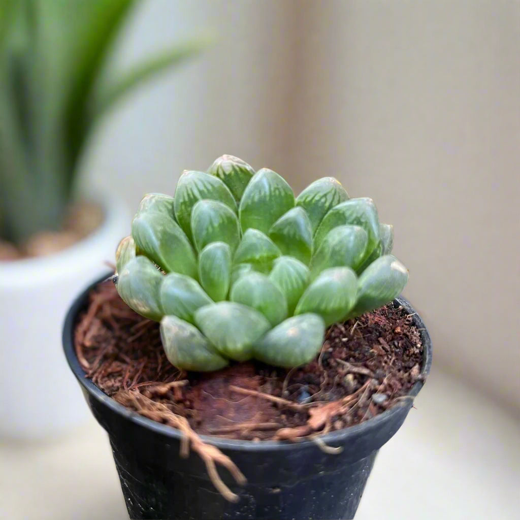 Haworthia cooperi v. truncata Succulent Plant-myBageecha