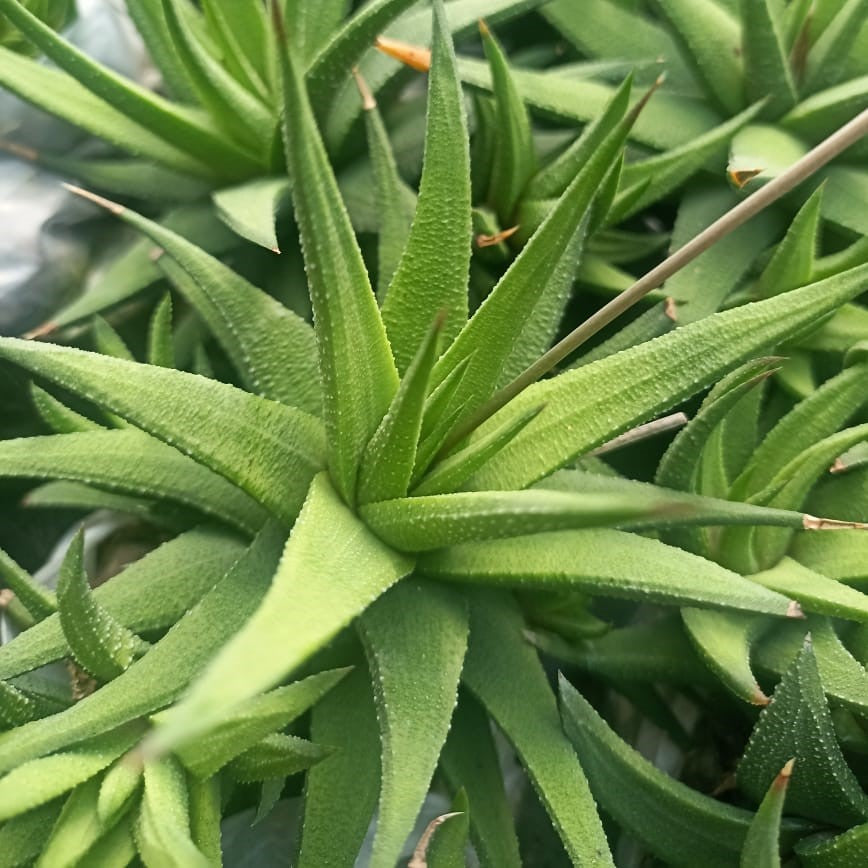 Haworthia longiana Succulent Plant - myBageecha