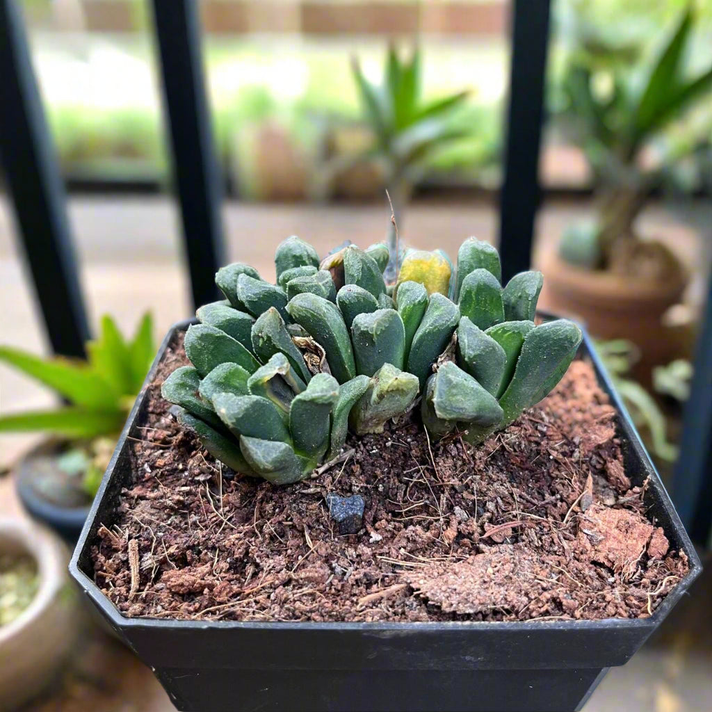 Haworthia Maughanii Hybrid Succulent Plant-myBageecha