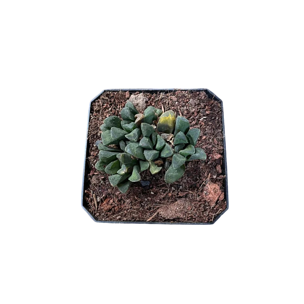 Haworthia Maughanii Hybrid Succulent Plant-myBageecha