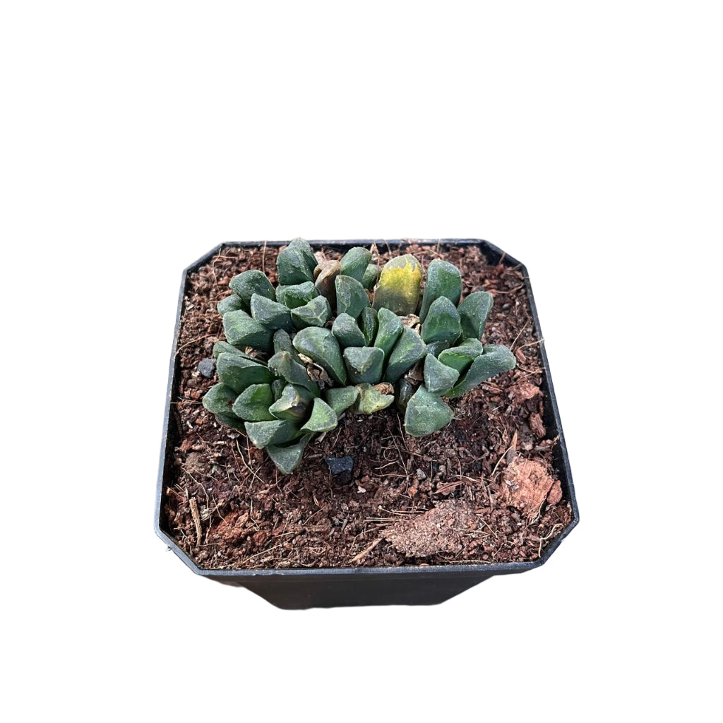 Haworthia Maughanii Hybrid Succulent Plant-myBageecha