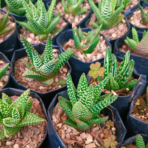 onlyonerhonda succulent Haworthia Little Donut – Decorative Succulent Plant