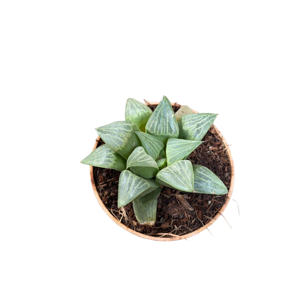 Haworthia retusa var. nigra-myBageecha