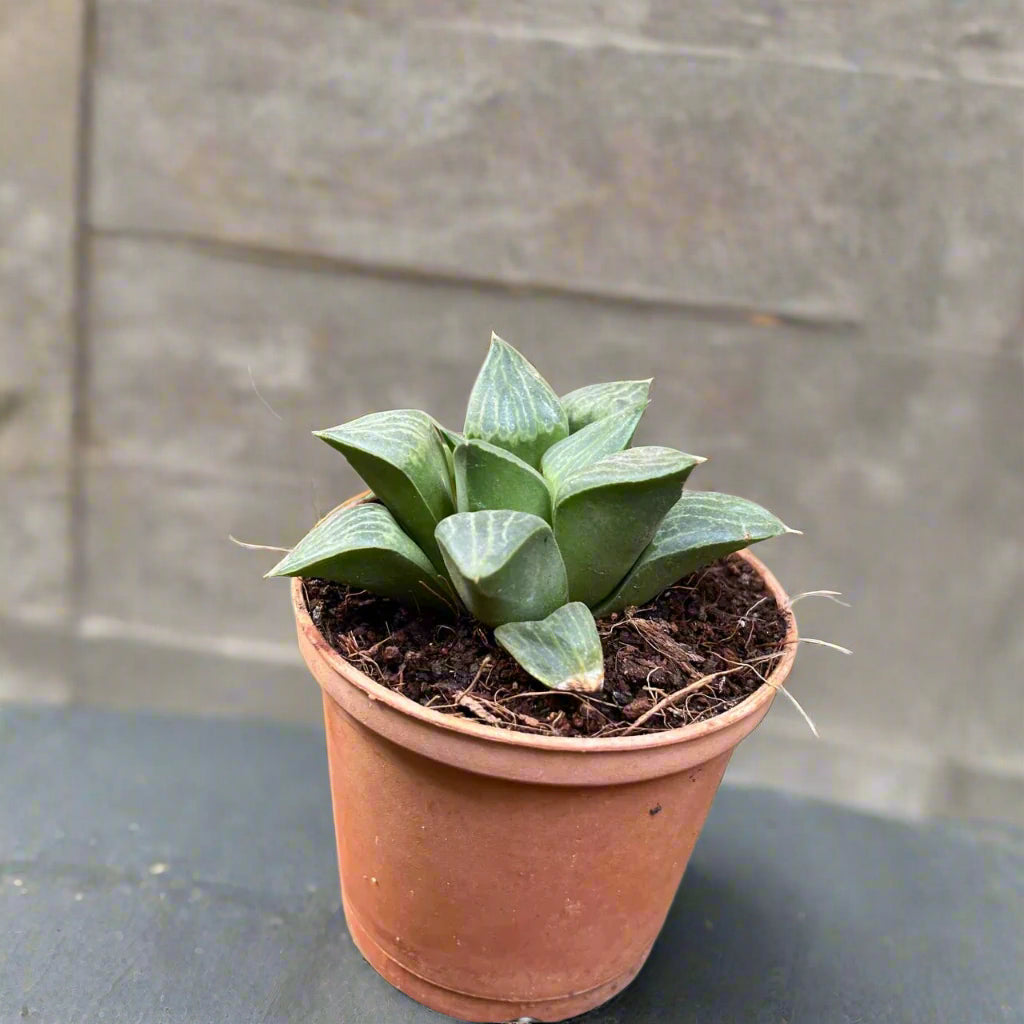 Haworthia retusa var. nigra-myBageecha