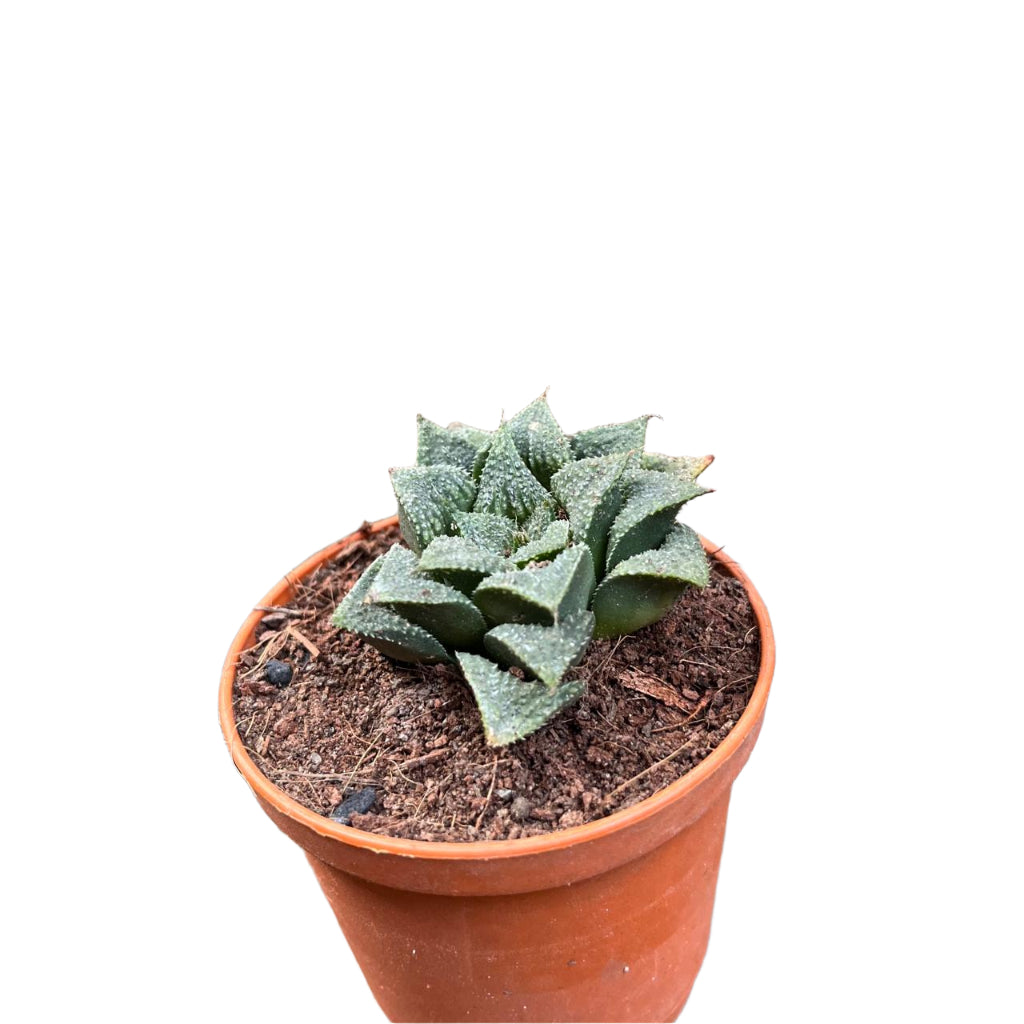 Haworthia wimii hybrid-myBageecha