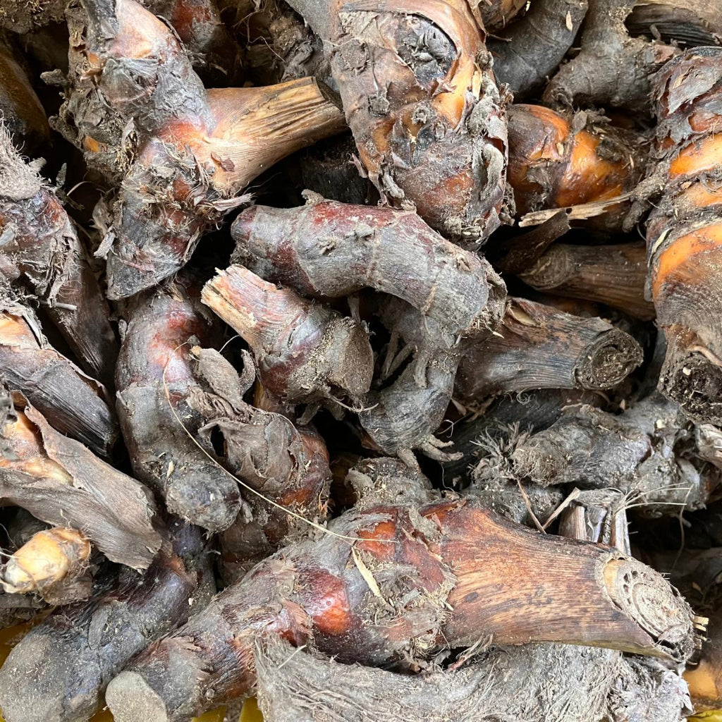 Heliconia Rostrata Rhizomes-myBageecja