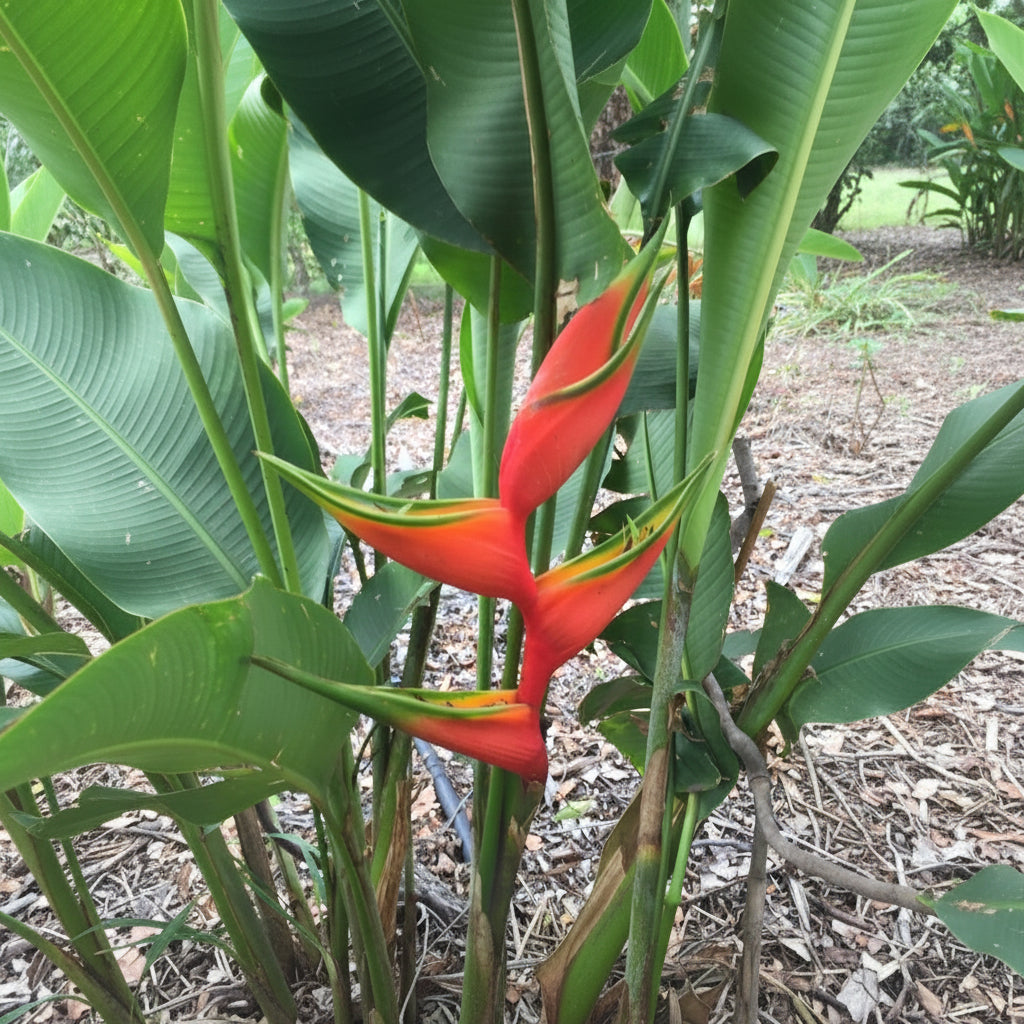 Heliconia bihai  (Bulbs)-myBageecha